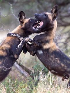 Elusive wild dogs in Laikipia