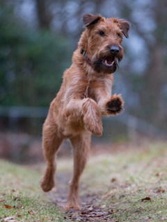Duvel the variomatic terrier