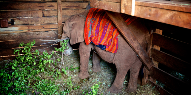A visit to the Sheldrick Elephant Orphanage