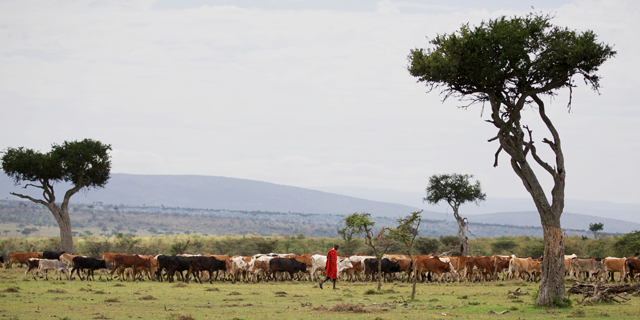 The balance between wildlife conservation and cattle grazing