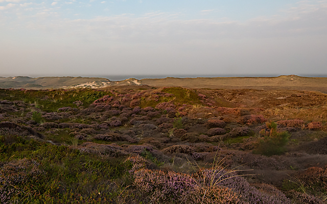 Purple mornings in the heather