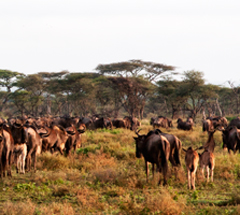 Right time, right place for the calving in the Serengeti