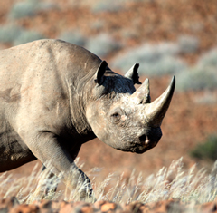 Desert Rhino camp – rocky deserts and ancient beasts