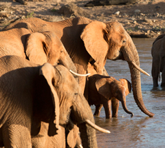 Gentle giants in the river