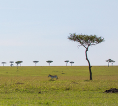 Green savanna – resembling a golf course
