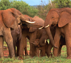 The rain has come in Samburu