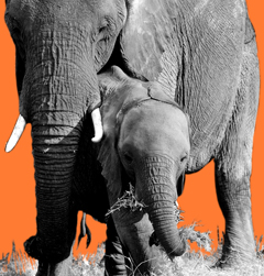 Stop poaching and ivory worship