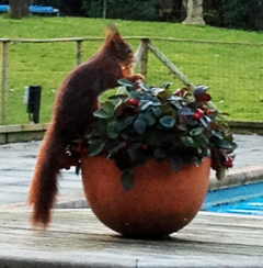 Writers retreat with Tata, Squack and a red squirrel