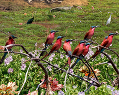 Carmine bee-eaters, always on the move