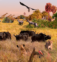 Duba lions outsmarted by buffalo