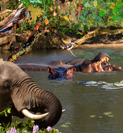 Inspired by the Kutandala hippo pool