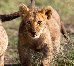 Lions have to feed their children too