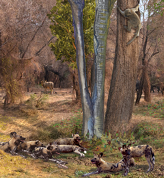 Food runs from the wild dog