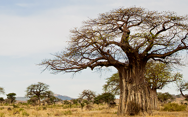Baobab forests in Ruaha