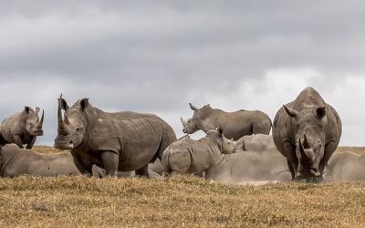 In search of rhinos