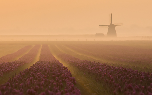 Holland spring photography