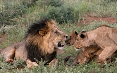 Iconic Kalahari Lions