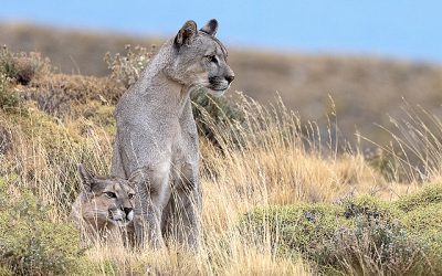 Pumas of Torres del Paine