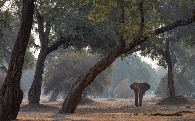 Zambezi Valley animalscapes